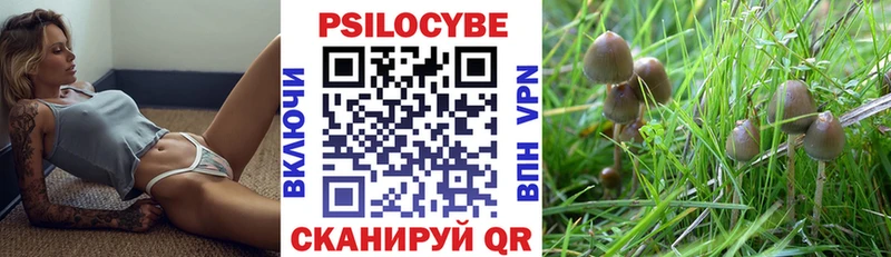 Купить Афипский Галлюциногенные грибы Psilocybe